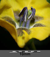 Image of Mexican groundcherry