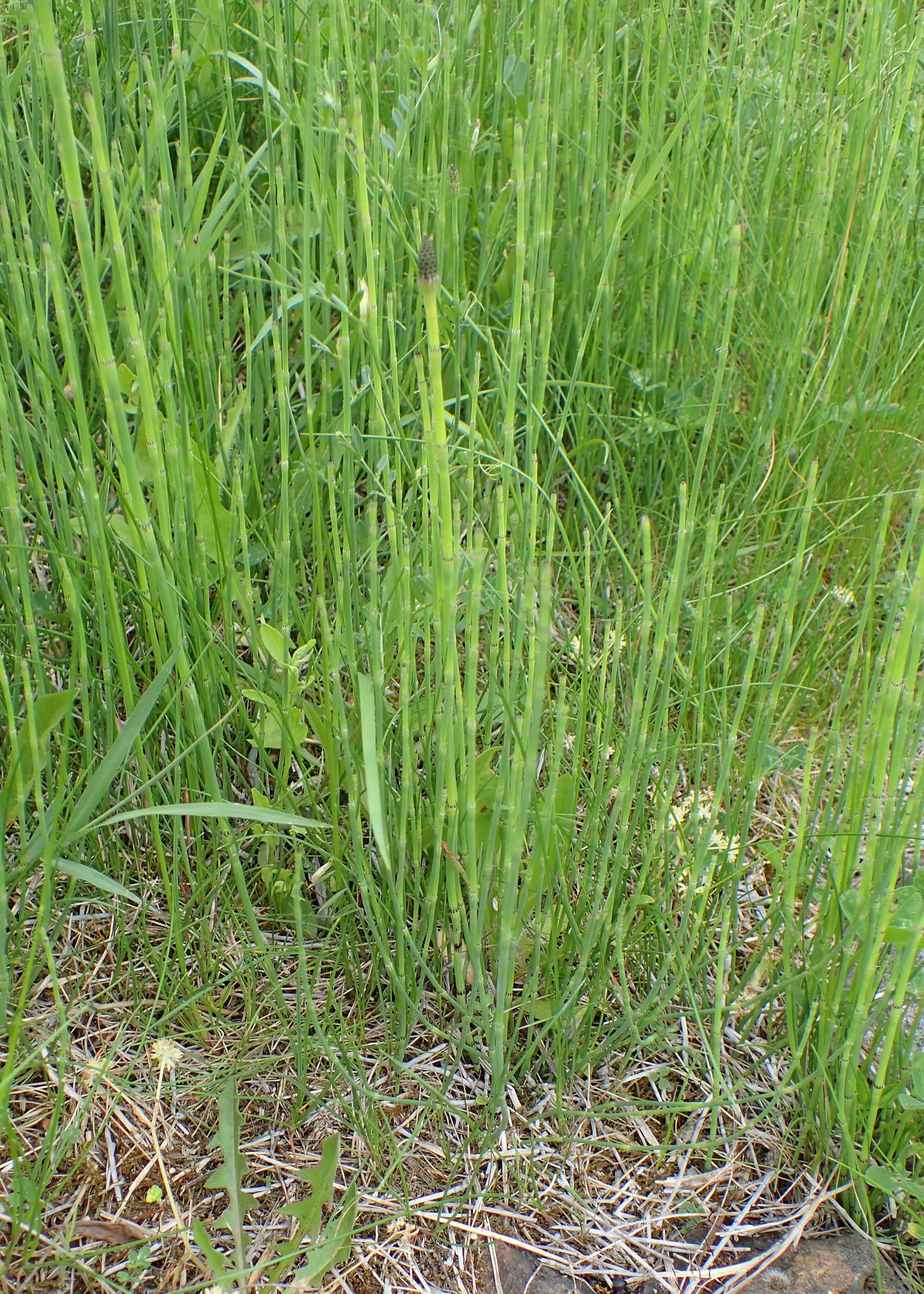 Image of boston horsetail