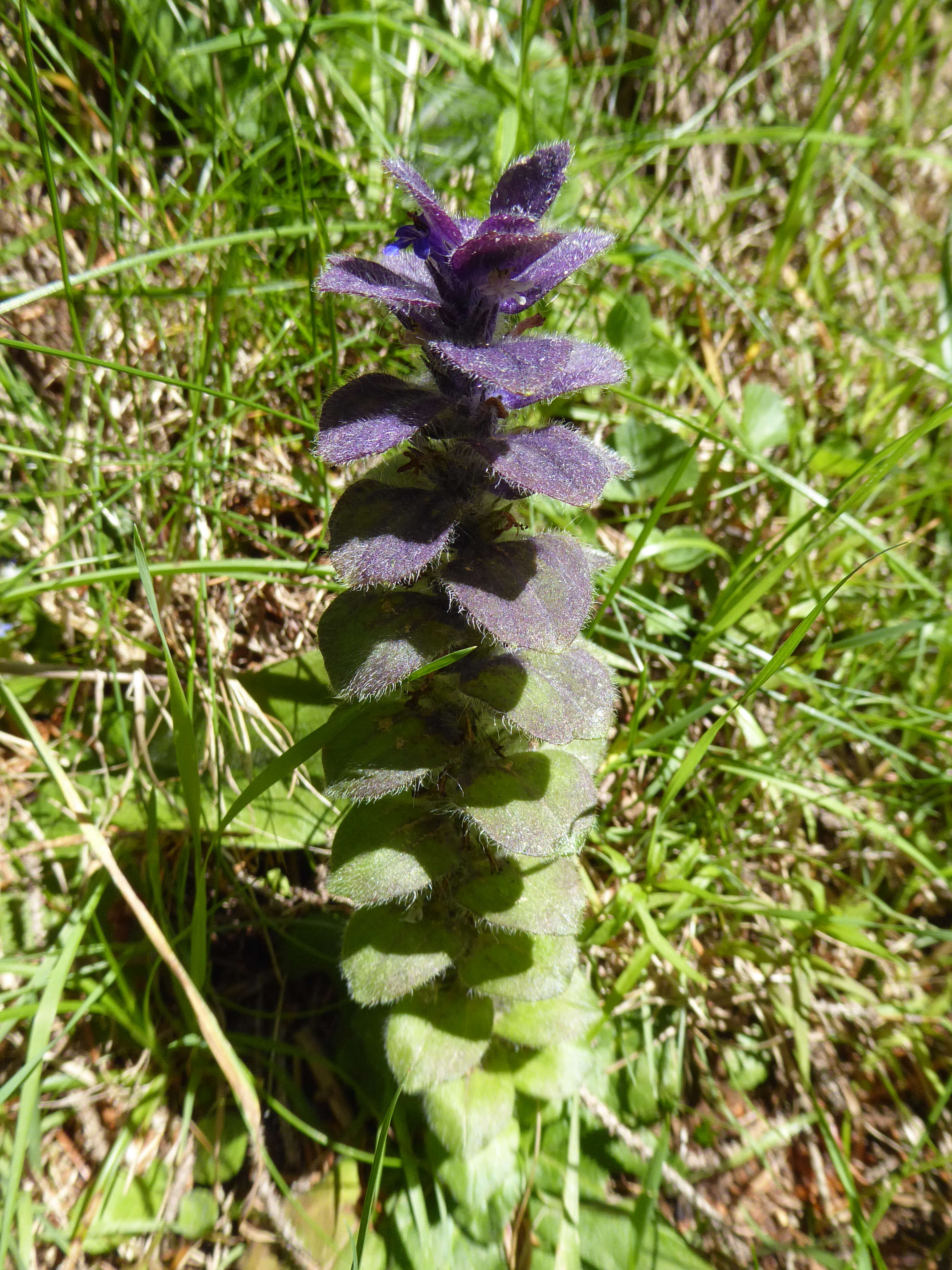 Image of Pyramidal Bugle