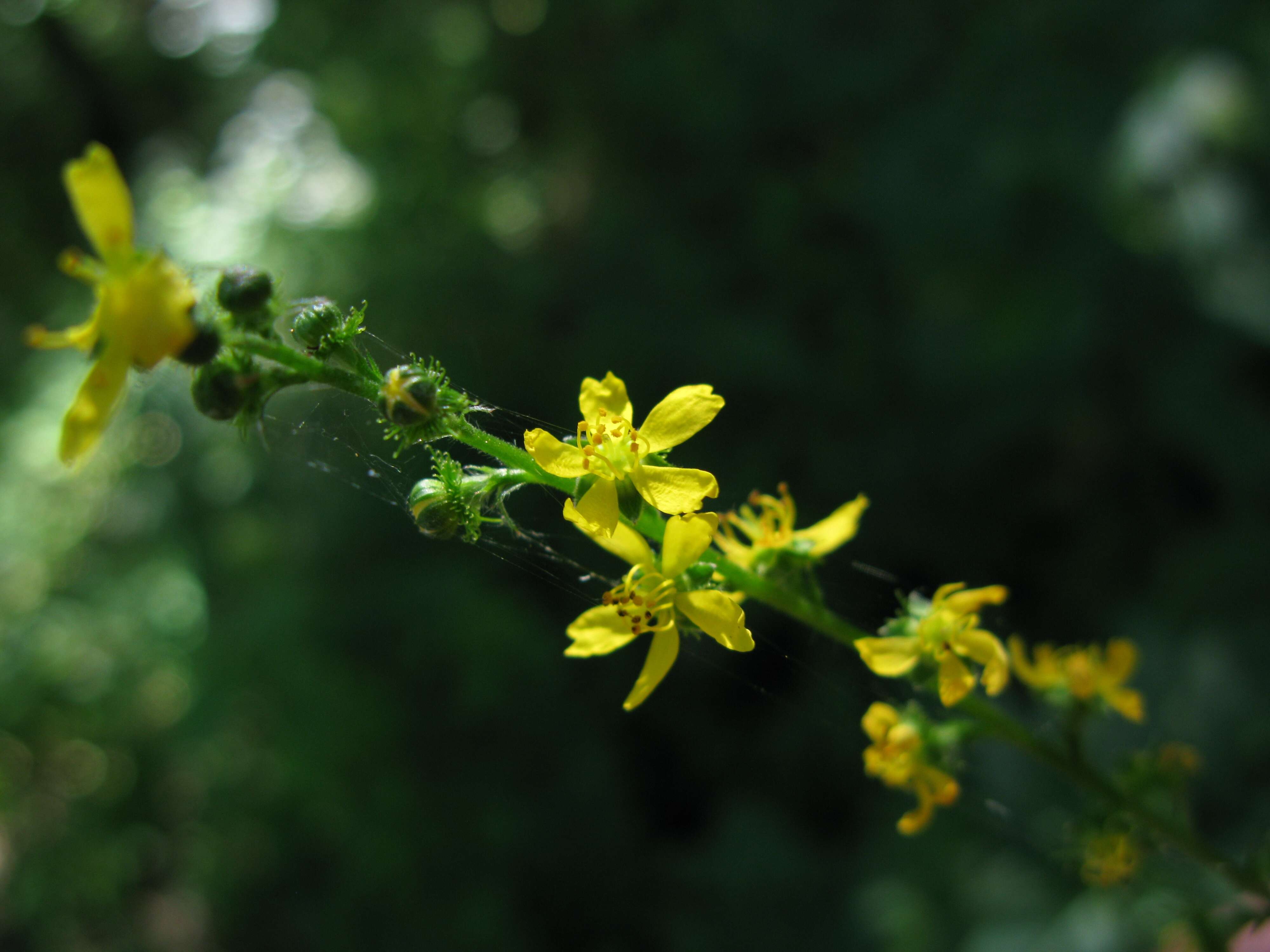 Image of fragrant agrimony