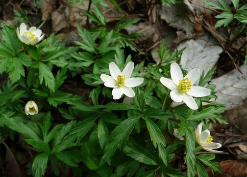 Image of European thimbleweed