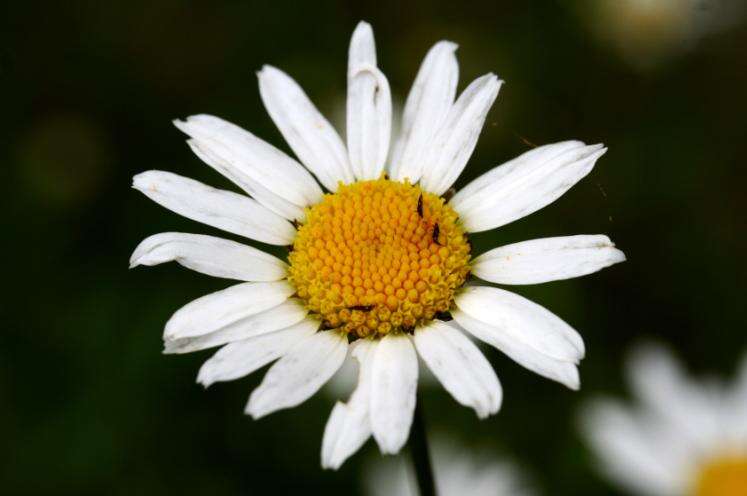 صورة Leucanthemum ircutianum (Turcz.) DC.