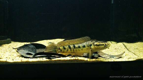 Image of Spotted snakehead