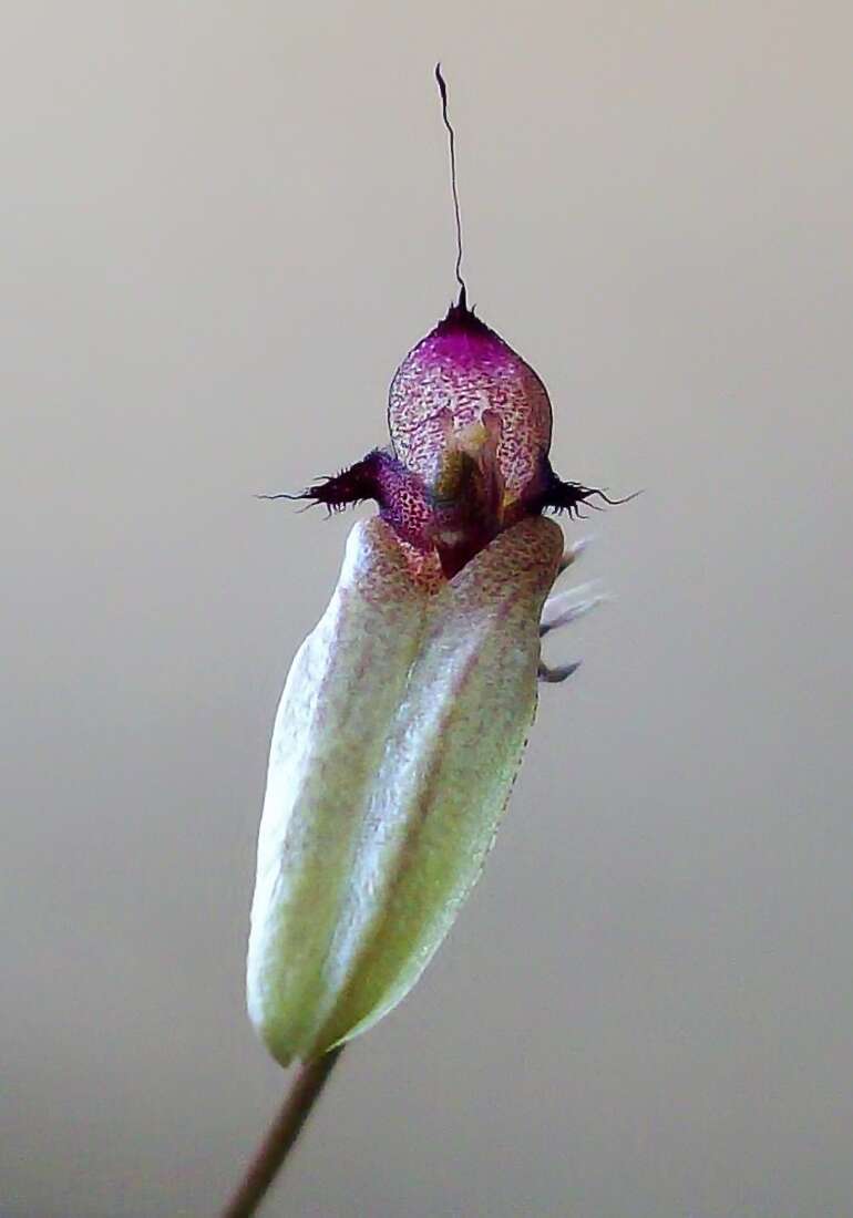 Image of Pale umbrella orchid