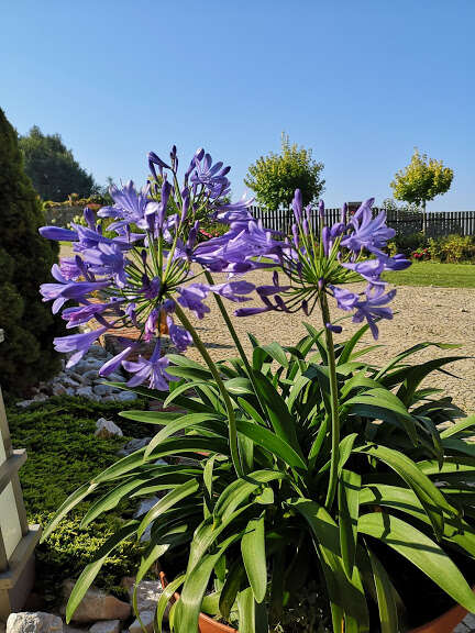 Imagem de Agapanthus africanus (L.) Hoffmanns.