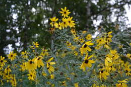 Image of tall tickseed