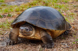 Image of Bornean River Turtle