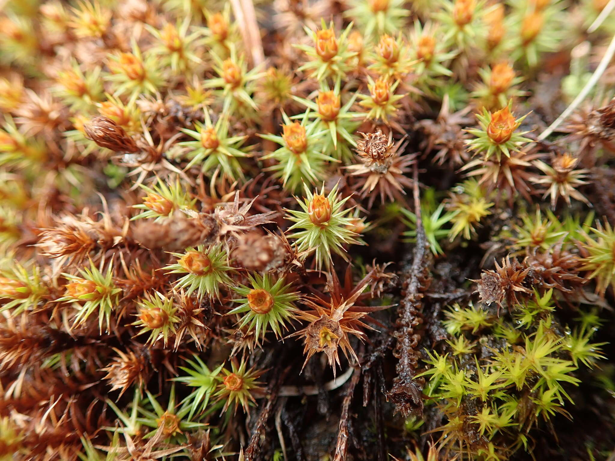 Image of juniper polytrichum moss