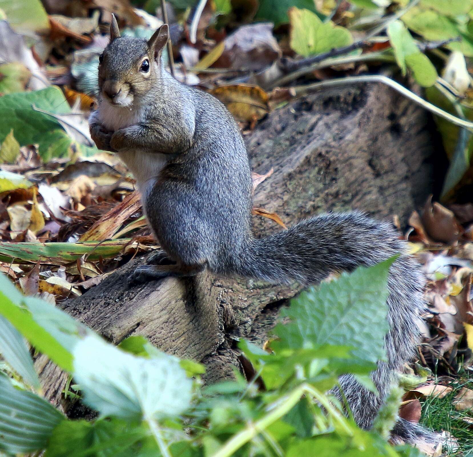 Image of Sciurus subgen. Sciurus Linnaeus 1758