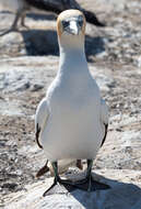 Image of Australasian Gannet