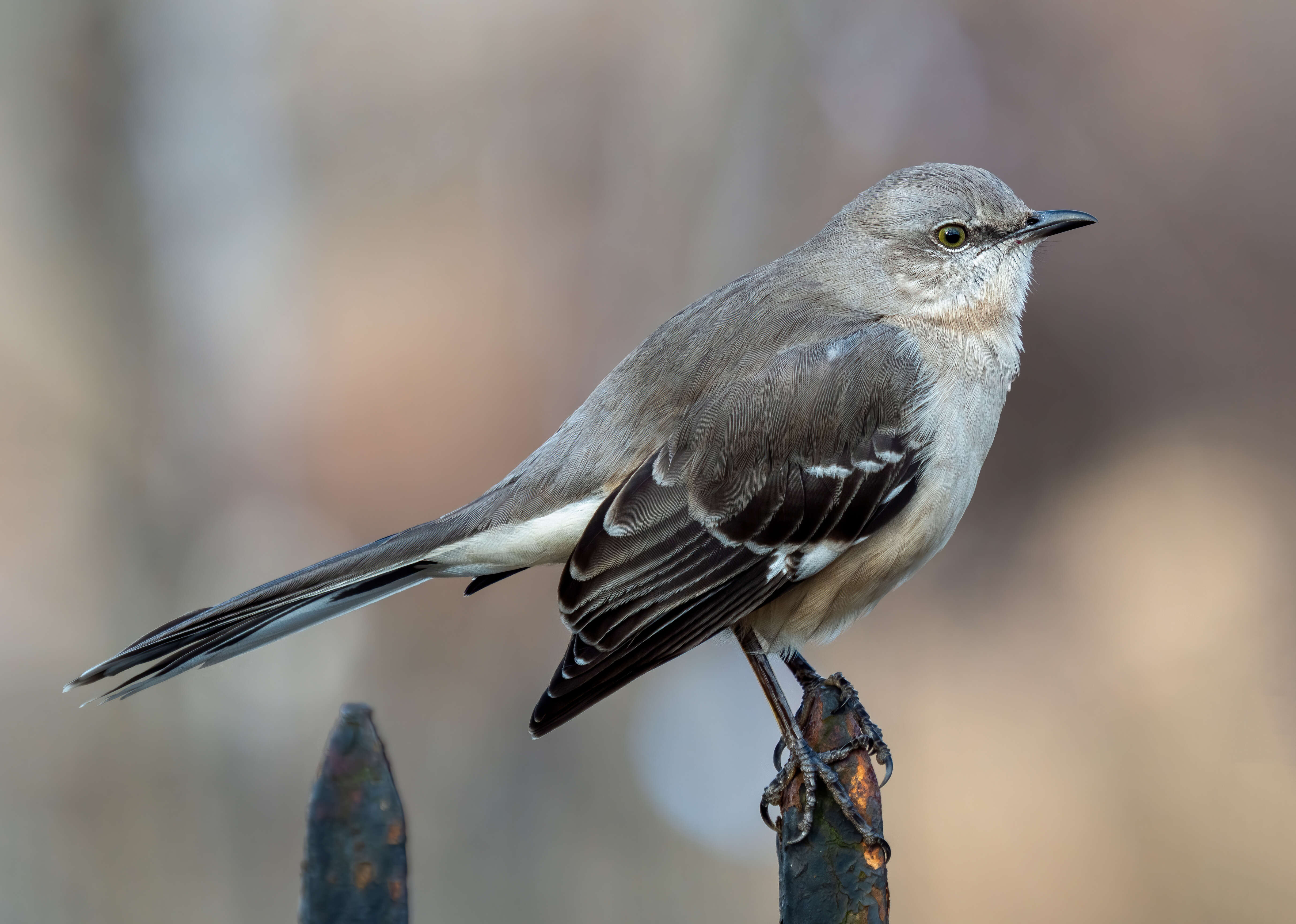 Image of Northern Mockingbird