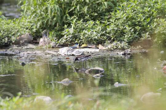 Image of White-browed Wagtail