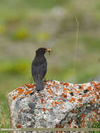 Image of Tibetan Blackbird
