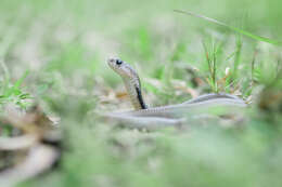 Image of Black And White Spitting Cobra