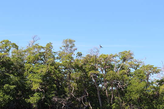 Image of red mangrove