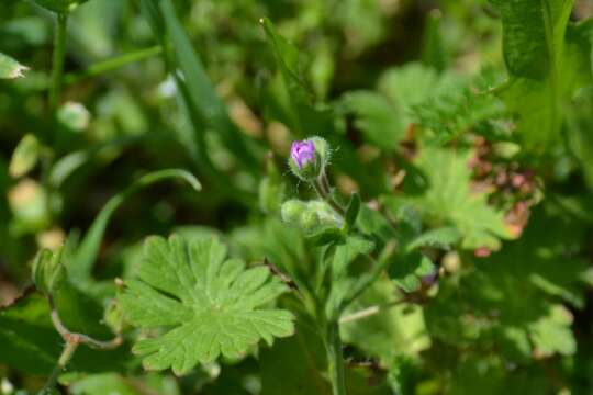 Imagem de Geranium molle L.