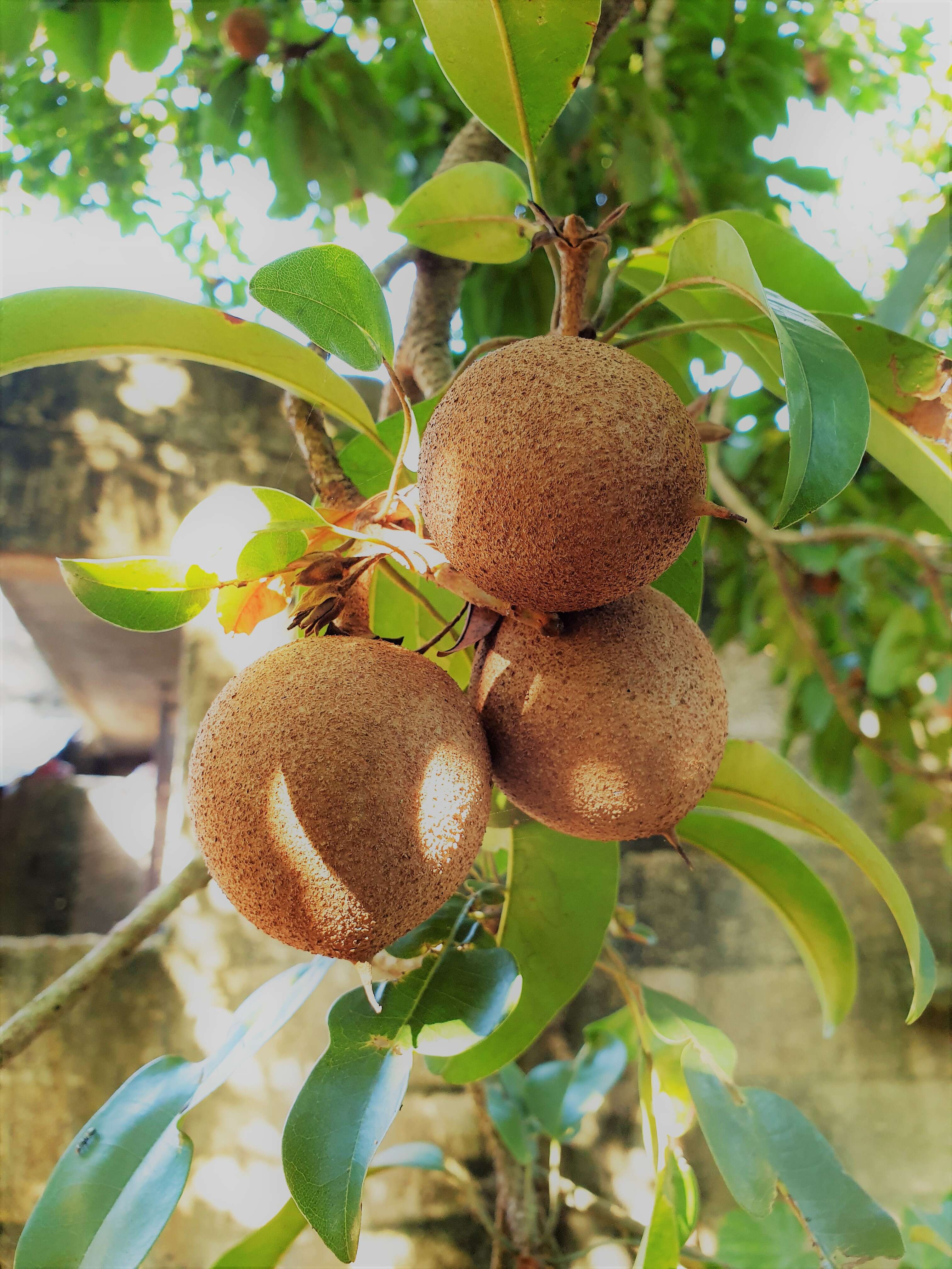 Image of sapodilla