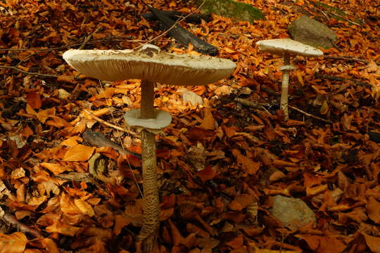 Image of Macrolepiota procera (Scop.) Singer 1948