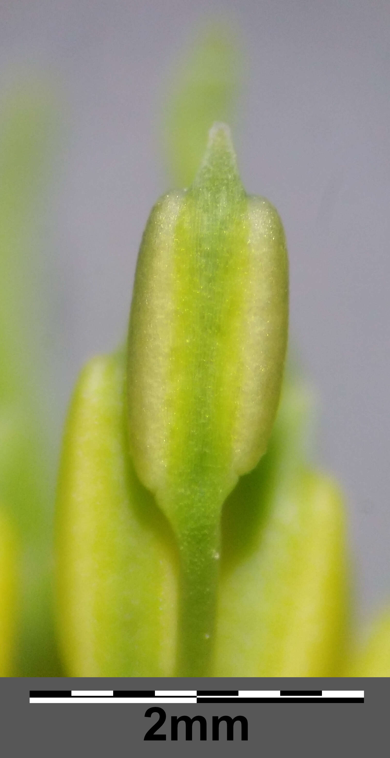 Nigella arvensis L. resmi