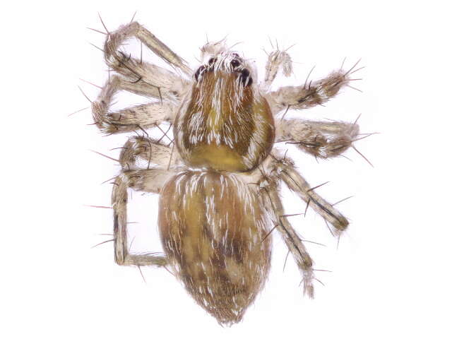 Image of Dolomedes facetus L. Koch 1876