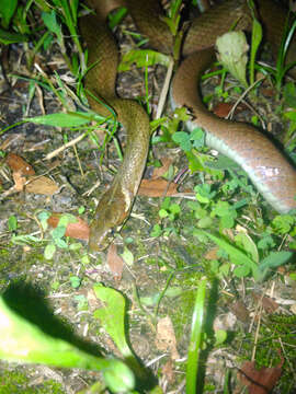 Image of Japanese Keelback