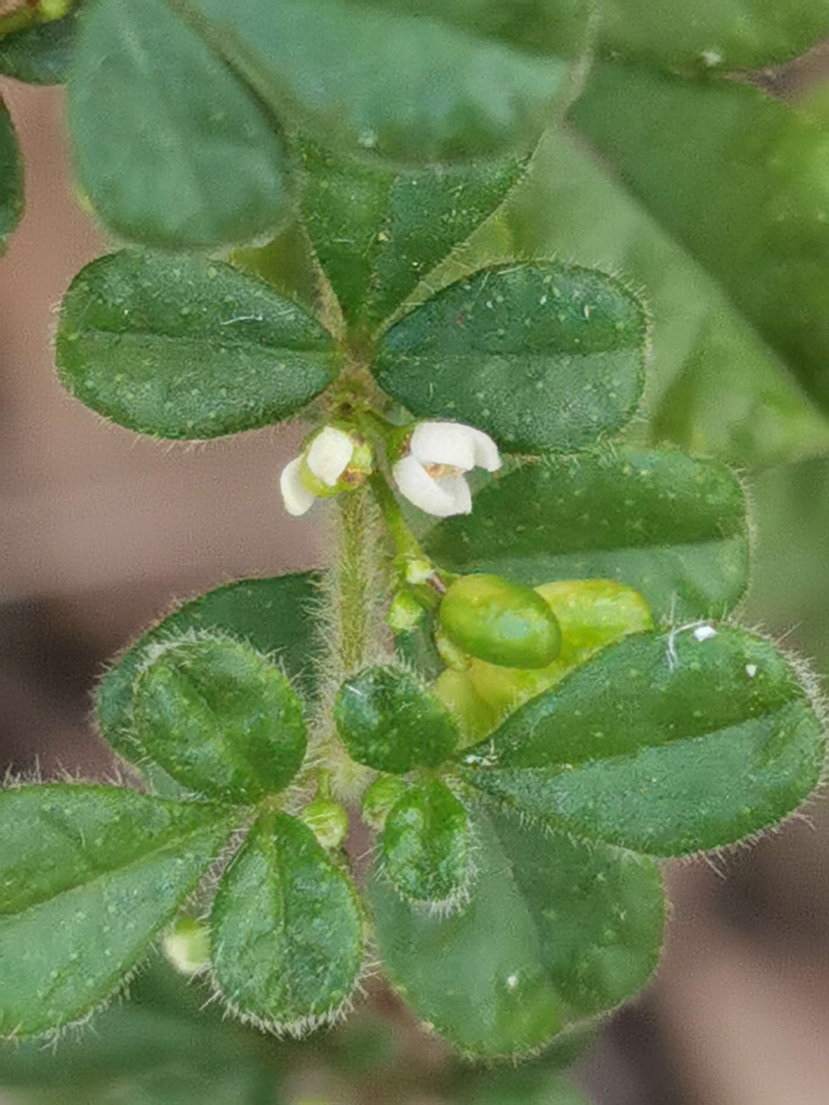 Image of Zieria minutiflora (F. Müll.) Domin