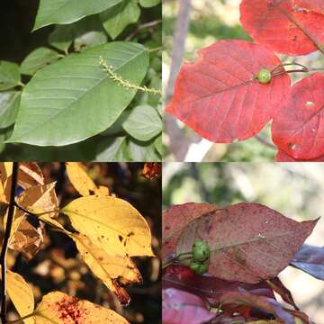 صورة Neoshirakia japonica (Siebold & Zucc.) Esser