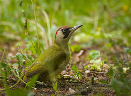 Image of Eurasian Green Woodpecker