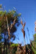 Image of Tetraria ligulata (Boeckeler) C. B. Clarke