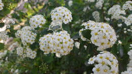 Image of Asian meadowsweet