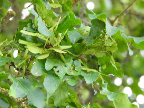 Image of Field Maple