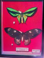 Слика од Ornithoptera paradisea Staudinger 1893