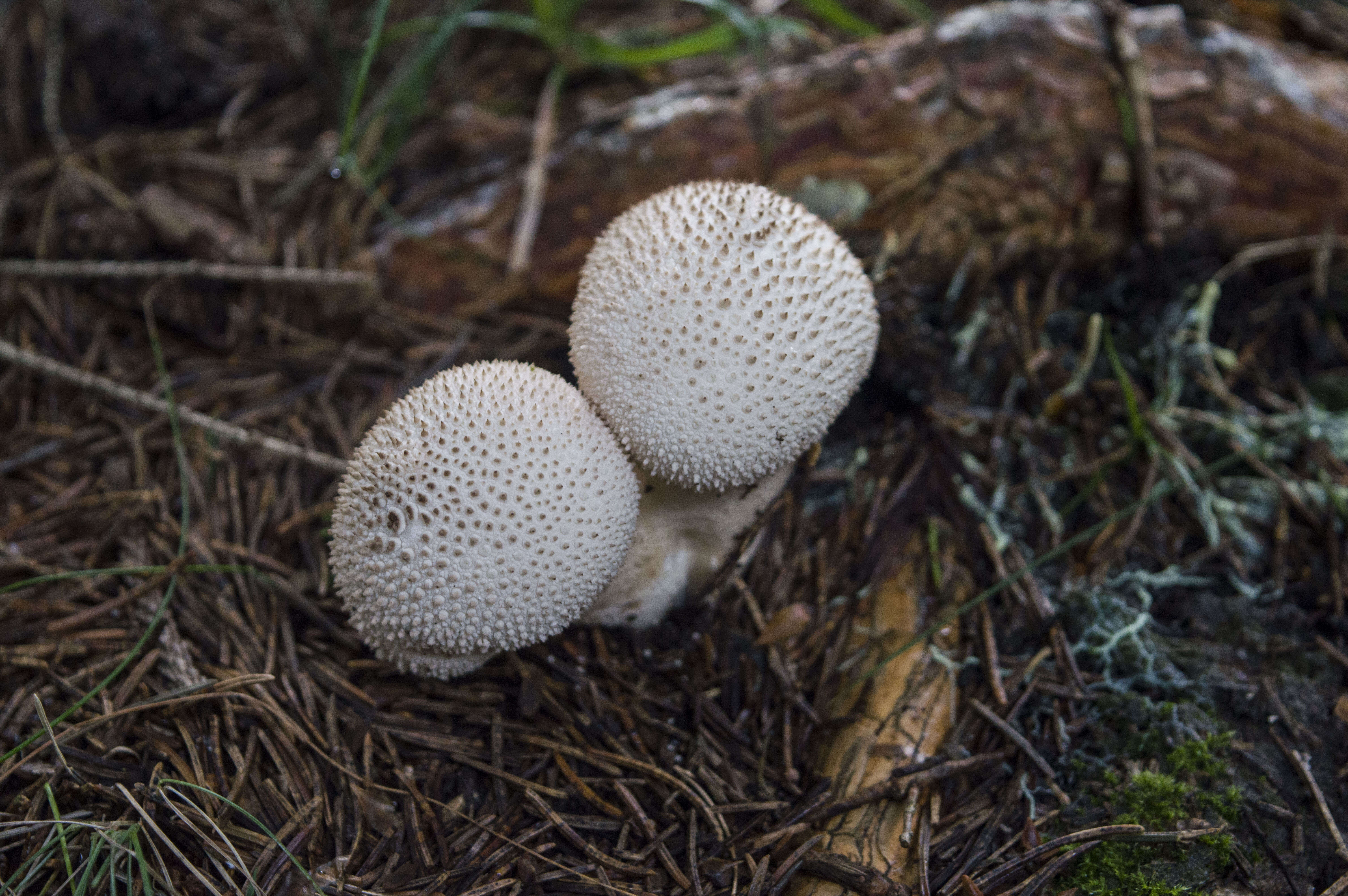 Imagem de Lycoperdon perlatum Pers. 1796