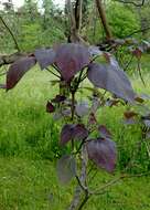 Image of Chinese catalpa