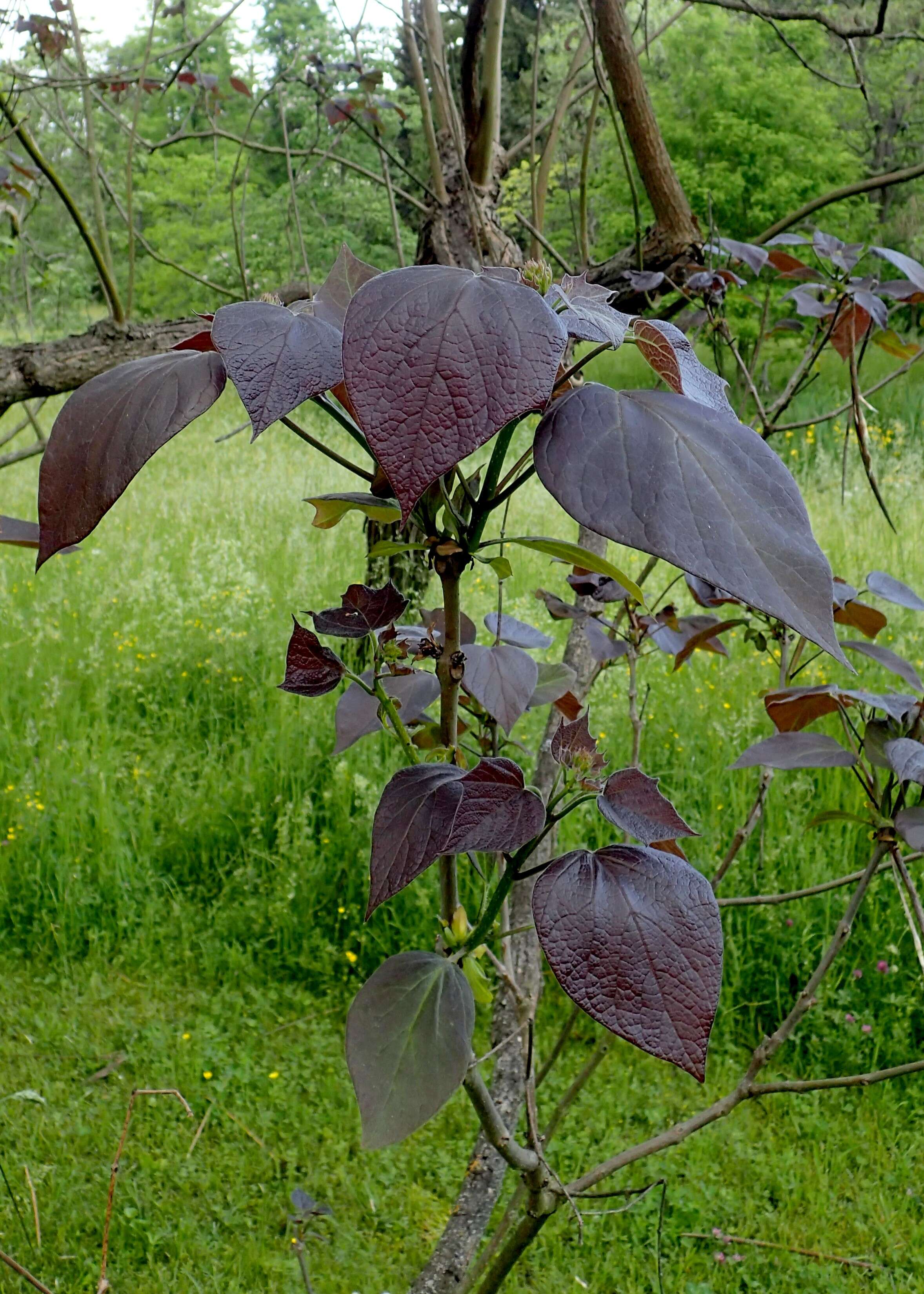 Image of Chinese catalpa