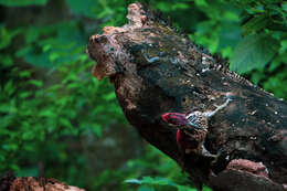 Image of Lesser Crimson-backed Flameback