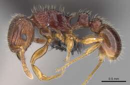 Image of Tetramorium