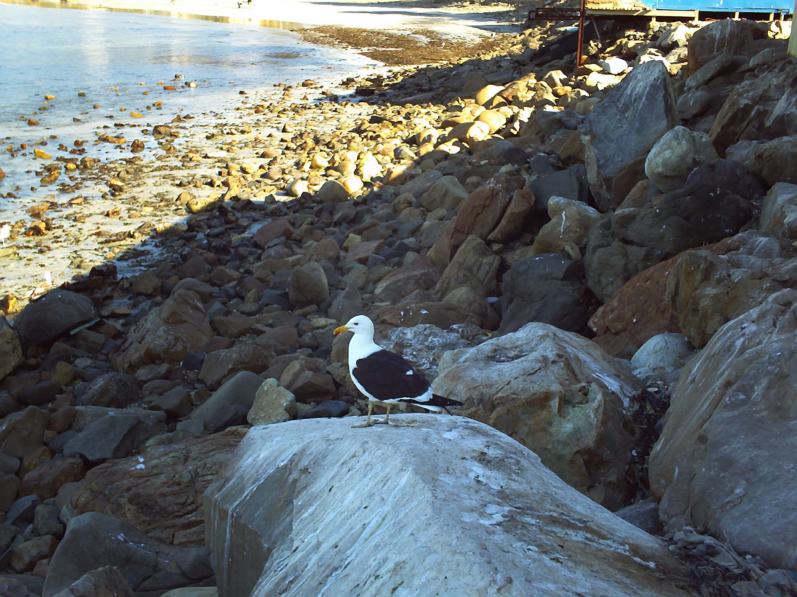 Image of Kelp Gull