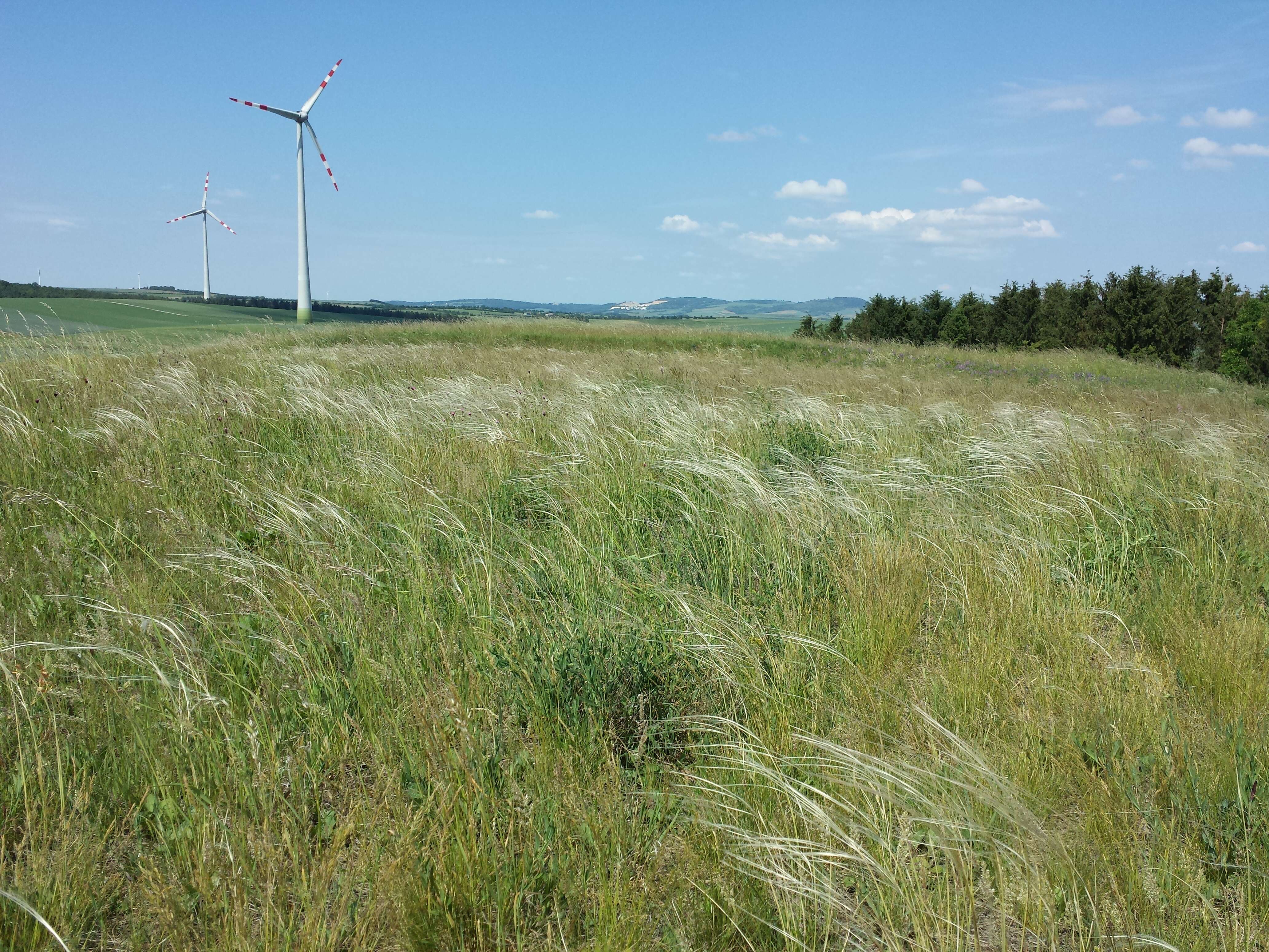 Image of European feather grass