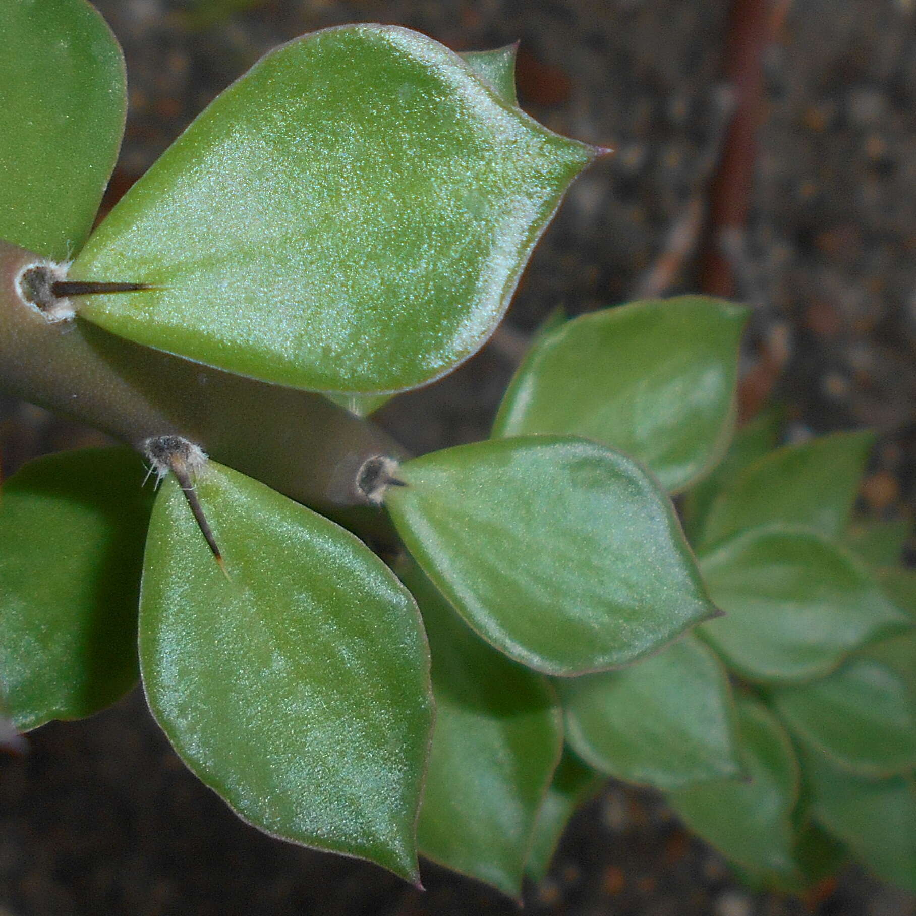 Imagem de Pereskiopsis diguetii (F. A. C. Weber) Britton & Rose