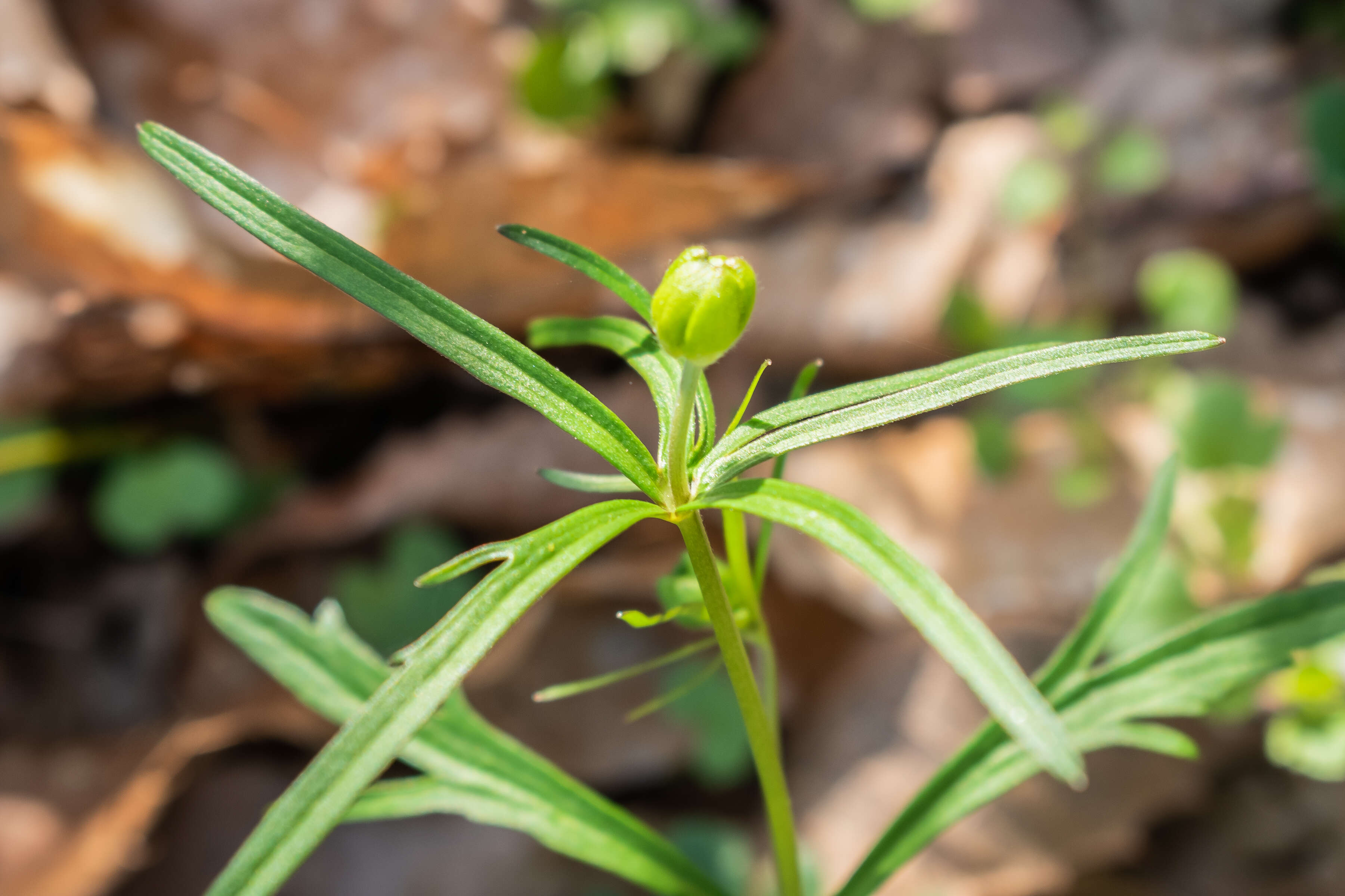 Image of Goldilocks Buttercup