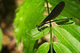 Image of Atrocalopteryx atrata (Selys 1853)