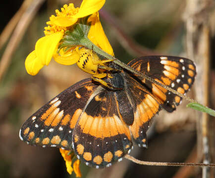 Image of Chlosyne californica