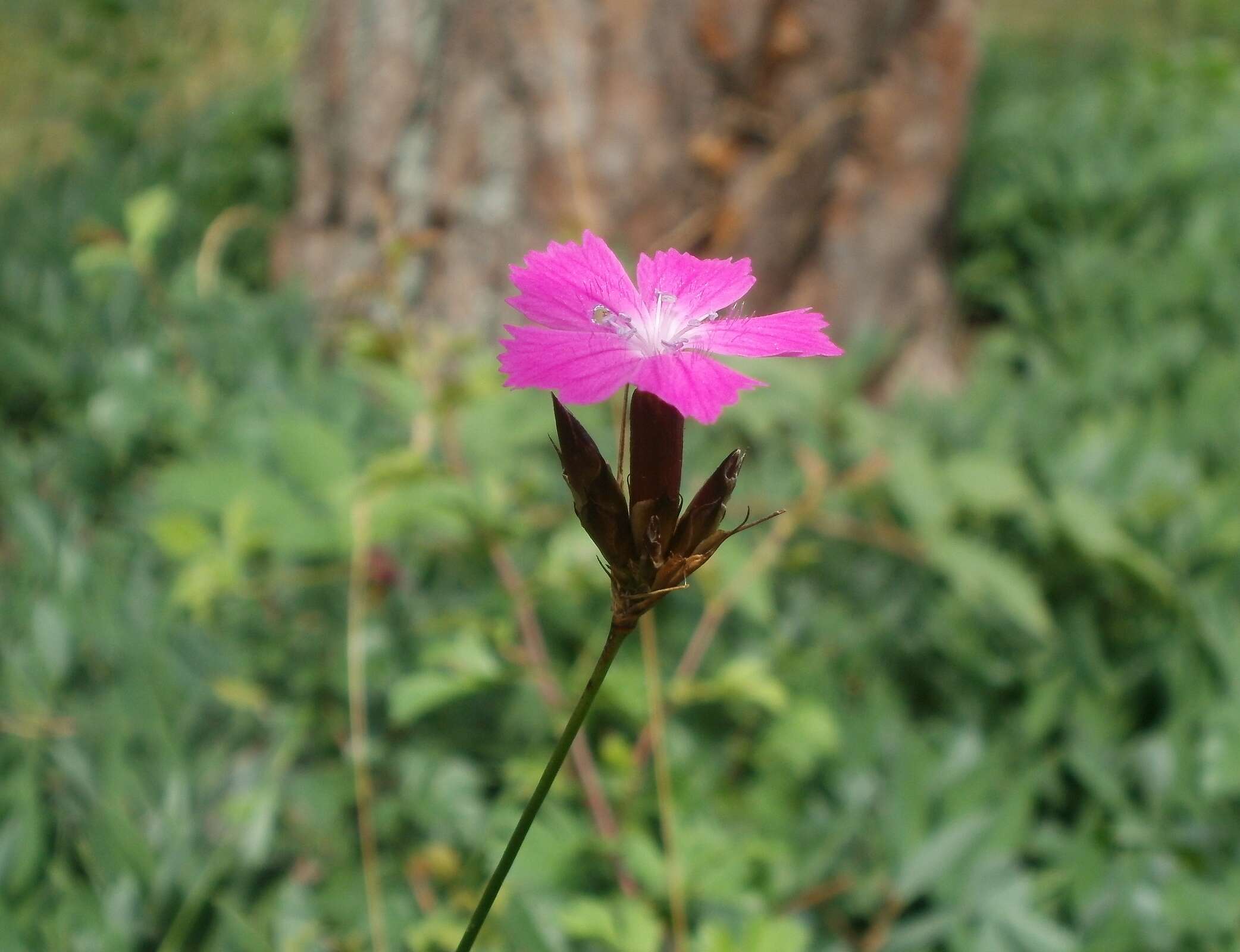 Image of carthusian pink