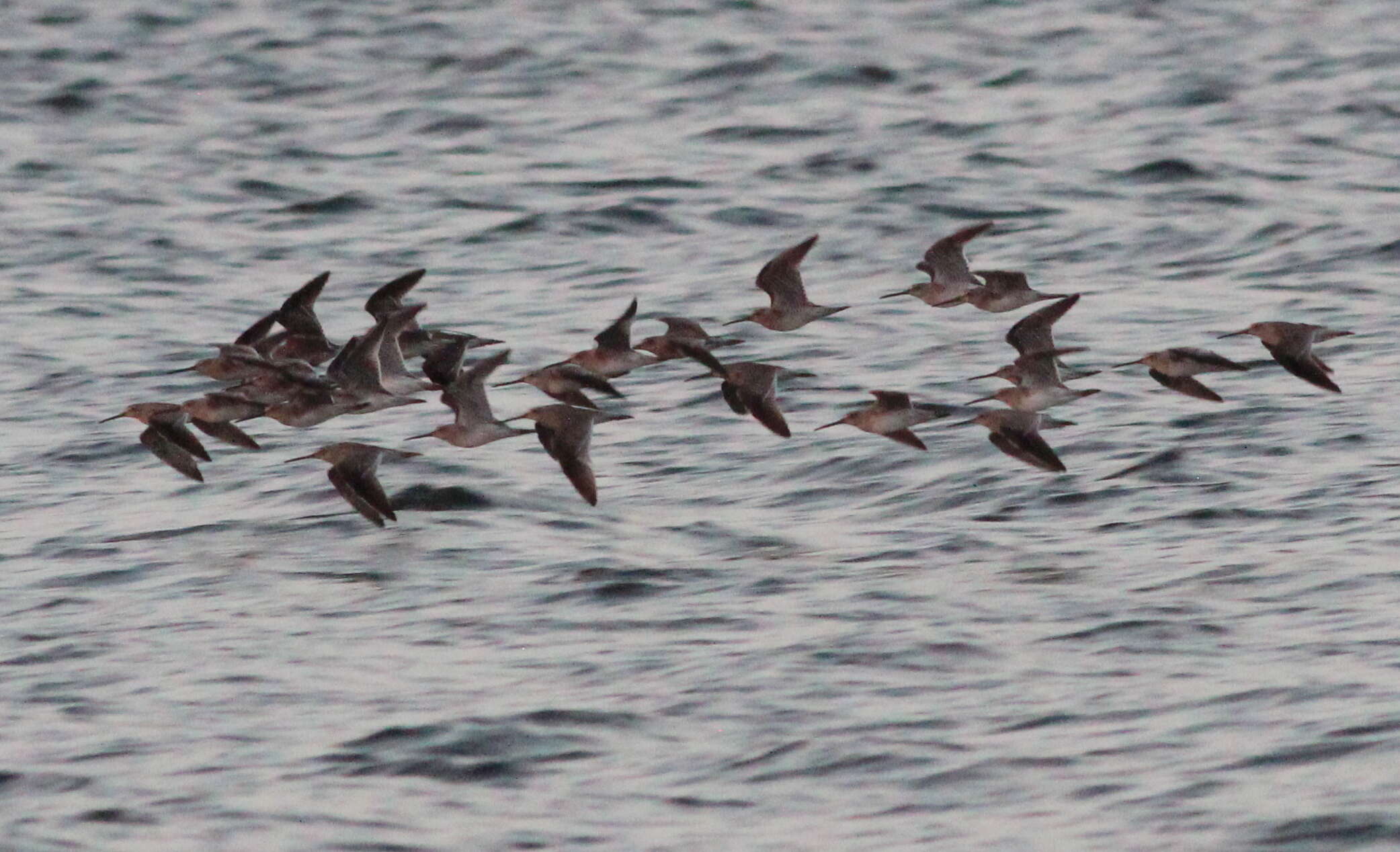 Image of Short-billed Dowitcher