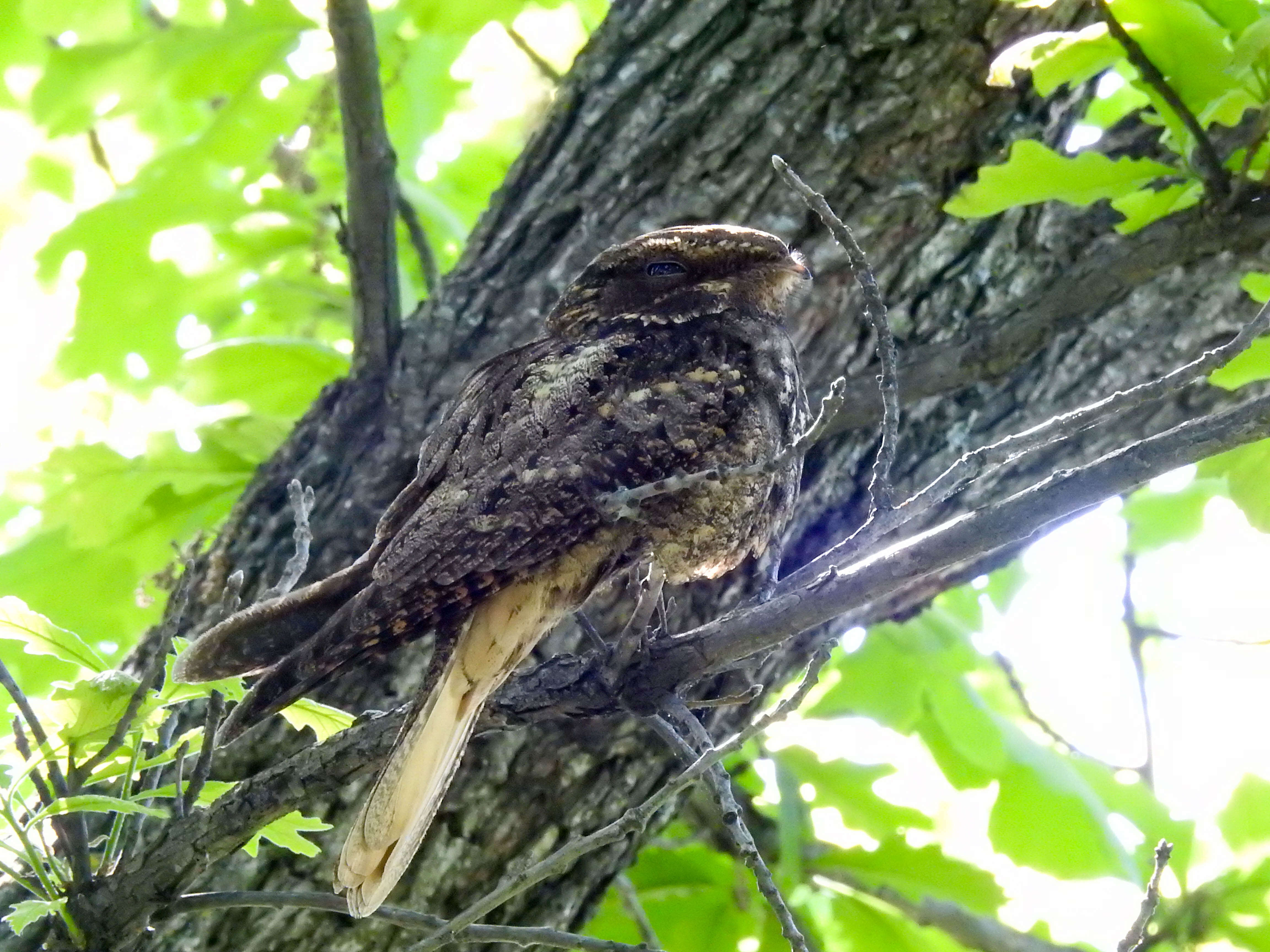 صورة Antrostomus carolinensis (Gmelin & JF 1789)