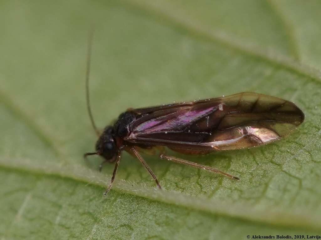 Caecilius fuscopterus (Latreille 1799) resmi