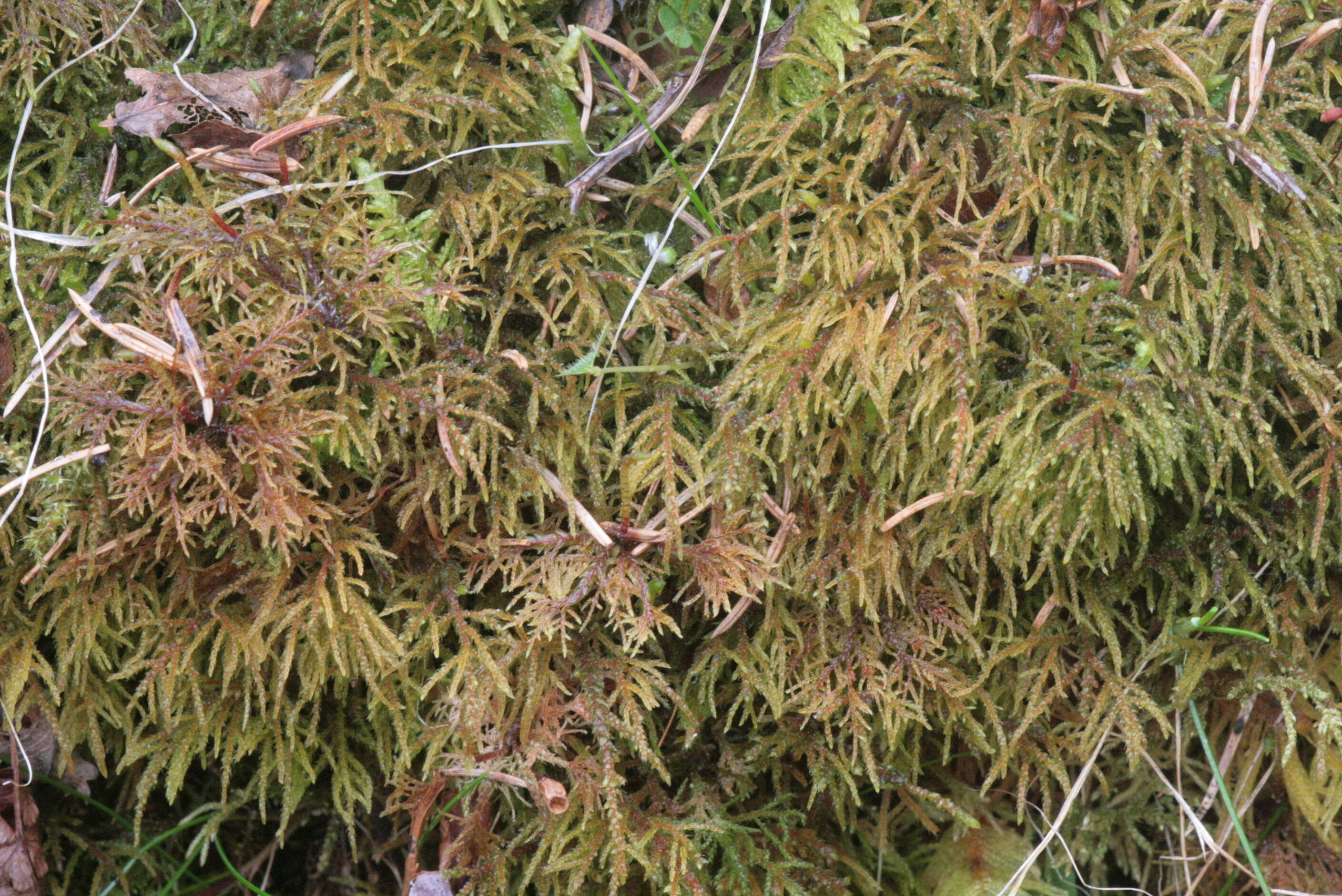 Image of hylocomiastrum moss