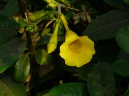 Image of bush allamanda