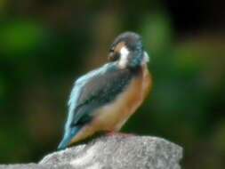 Image of Common Kingfisher